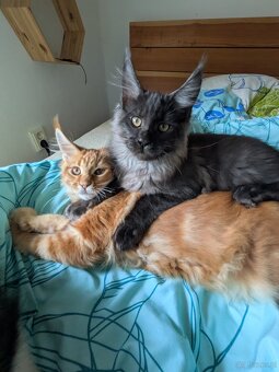 Maine coon pp - 4