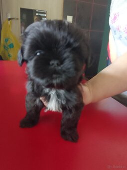 Sprzedam psy rasy Shih Tzu - 4