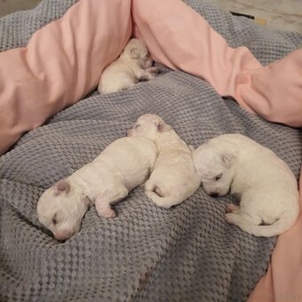 Szczeniaczki Bichon Frise - 4