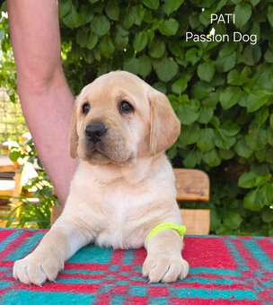 Labrador biszkoptowe szczenięta FCI - 4