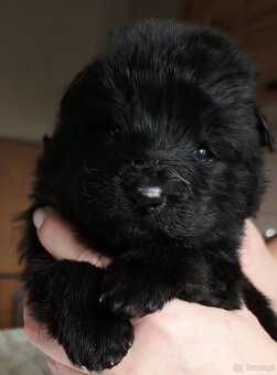 Czarny owczarek niemiecki FCI z rodowodem - 4