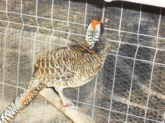 sprzedam  młode bażanty - 4