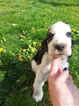 Cocker spaniel angielski - 4