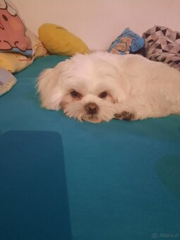 Maltanczyk + shih tzu piesek - 4