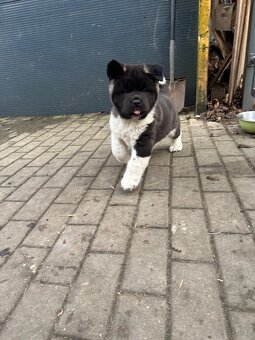 Sprzedam Szczeniaki Akity Amerykańskiej - 4