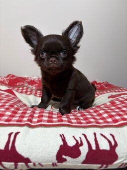 Chihuahua długowłosy czekoladowy - 4