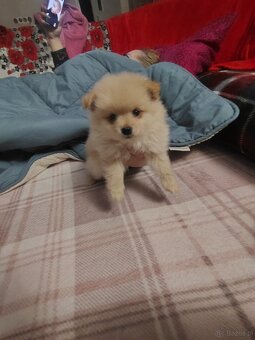 Sprzedam piesków rasy szpic - 4