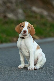 Braque saint-germain - 4