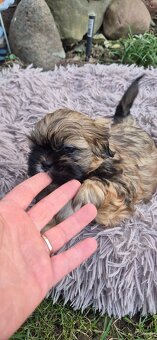 Shih tzu szuka domku - 4