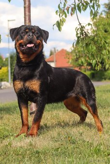 Rotvajler, Rottweiler s PP - 4