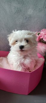 Maltańczyk Royal Maltese - 4