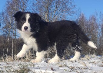 Rasowa Suczka BORDER COLLIE z Hodowli - Szczenię z pełną dok - 4