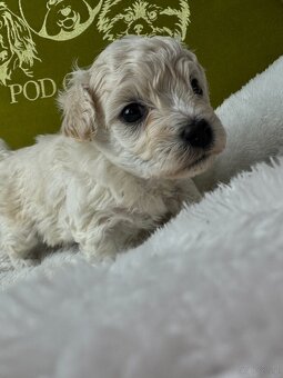 Bichon frise FCI do rezerwacji - 4