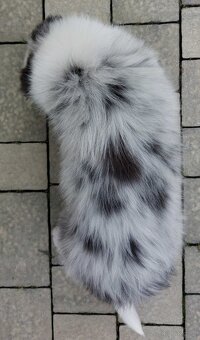 Rasowy pies bluemerle Border Collie z pełną dok. przebadani - 4