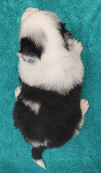 Pies SZOGUN Border Collie rasowy z hodowli z dokumentami do - 4