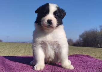 Rasowy Pies Border Collie - TONY z pełną dok. z hodowli do r - 4