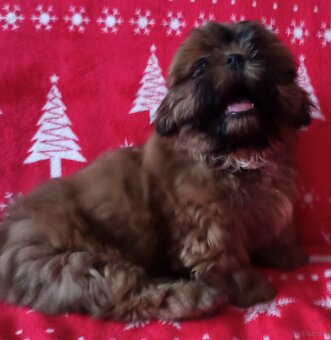 Shih Tzu szczeniaczek - 4