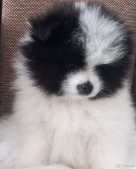 Szczenięta pomeranian - 4