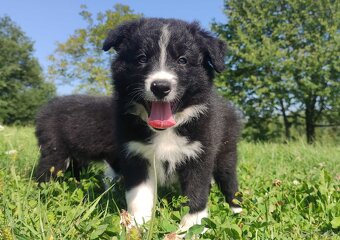 BORDER COLLIE czystej krwi z Hodowli - Rasowy pies z pełną d - 4