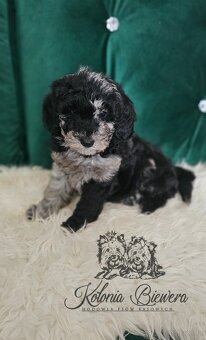 Pudel Miniaturowy piesek Blue Merle Badania genetyczne - 4