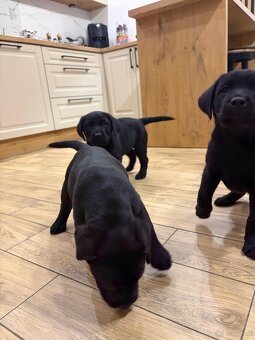 Labrador Retriever - 4
