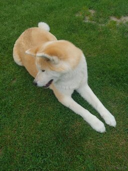 Akita Inu suczka - 4