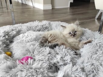 Kocięta rasy ragdoll dostępne do adopcji - 4