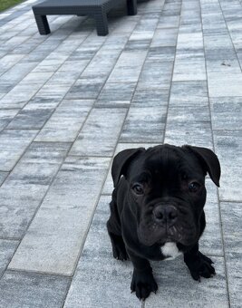 Buldog Francuski - 4