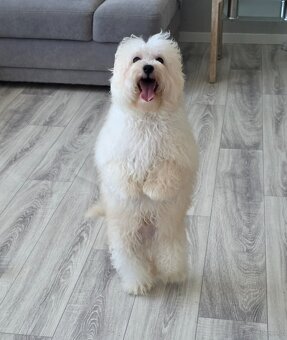 Maltipoo chłopiec - 4