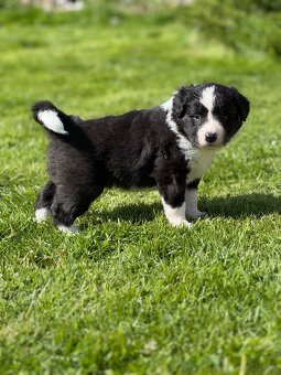 Border Collie ZKwP / FCI - 4