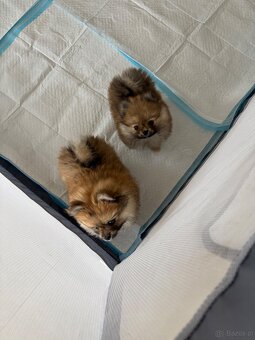 Pomeranianki miniaturka - 4