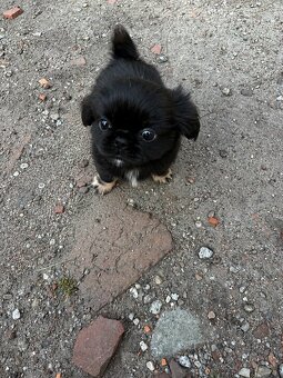Suczka shihtzu z genem prapso - 4