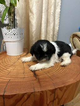 Pieski Shih Tzu - 4