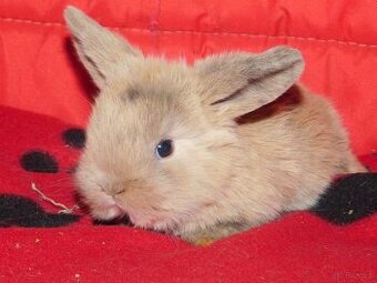 Baranki mini lop - 4