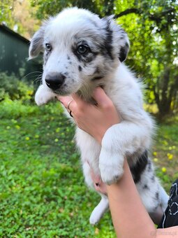 Border colie blue merle i czarno biale - 4