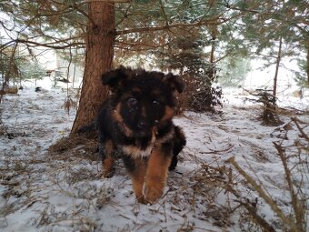 Owczarek niemiecki długowłosy - 4