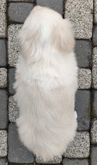 Piękny Biszkopt Border Collie - Rasowy piez z pełną dok. - 4