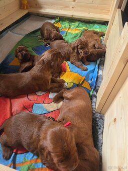 Szczeniaki - seter irlandzki - 4