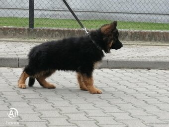 Szczeniak owczarek niemiecki długowłosy - 4