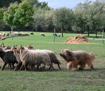 Briard plavý - šteniatka - 4