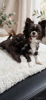 Chiuhuahua długowłosa - 4