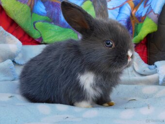 Mini lop baranki - 4