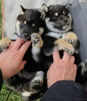 Shiba Inu + Nowy miot + Rezerwacja szczeniąt - 4