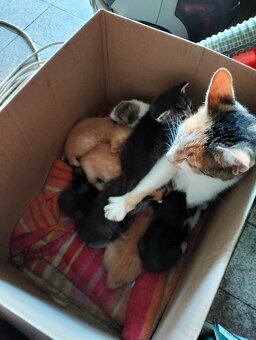 Oddam w dobre ręce 3 półroczne koty, jeden kocorek i 2 kotki - 4