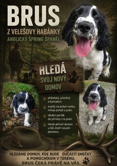 English Springer Spaniel - 4