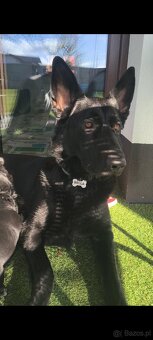 Oddam Szczeniaki - 4