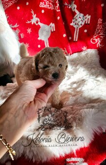 Pudel Toy sunia badania genetyczne - 4