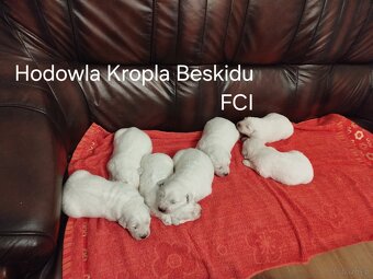 Polski Owczarek Podhalański FCI - 4