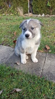 Łajka zachodniosyberyjska - 4