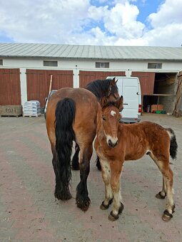 Klacz źrebna ze źrebakiem - 4